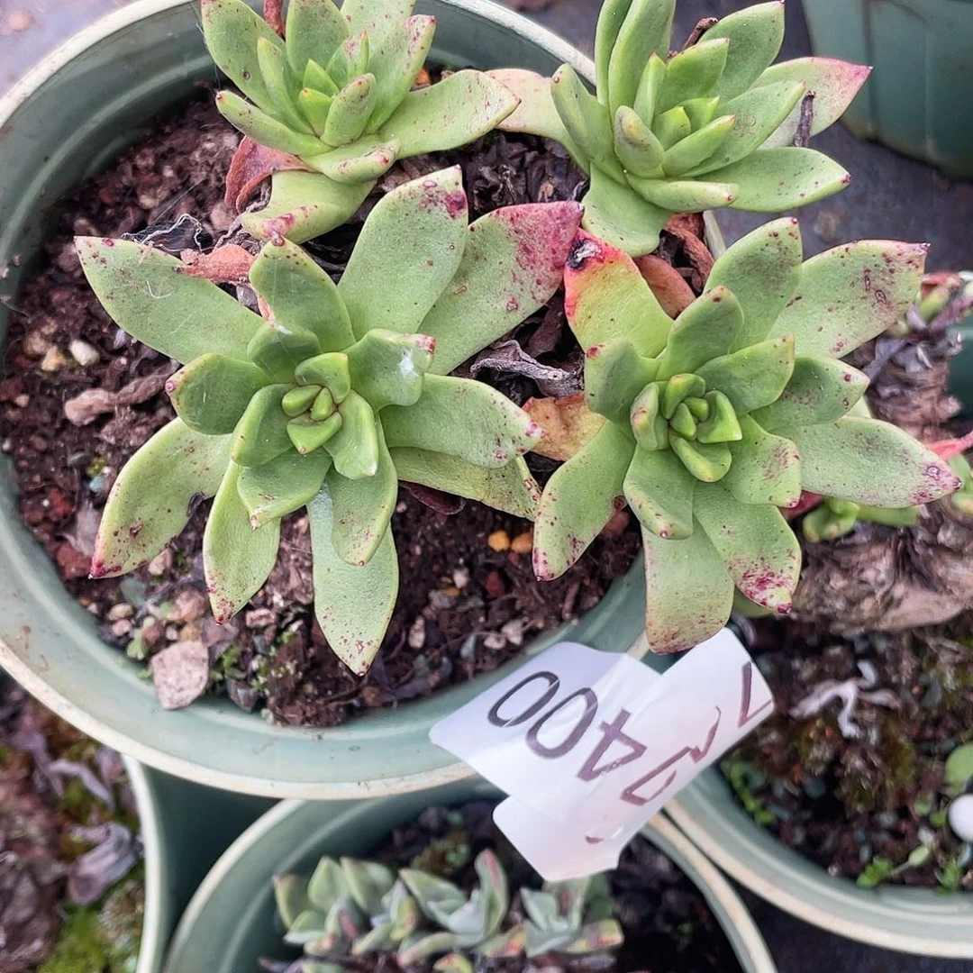 疯**界绿体苹果叶老桩7400