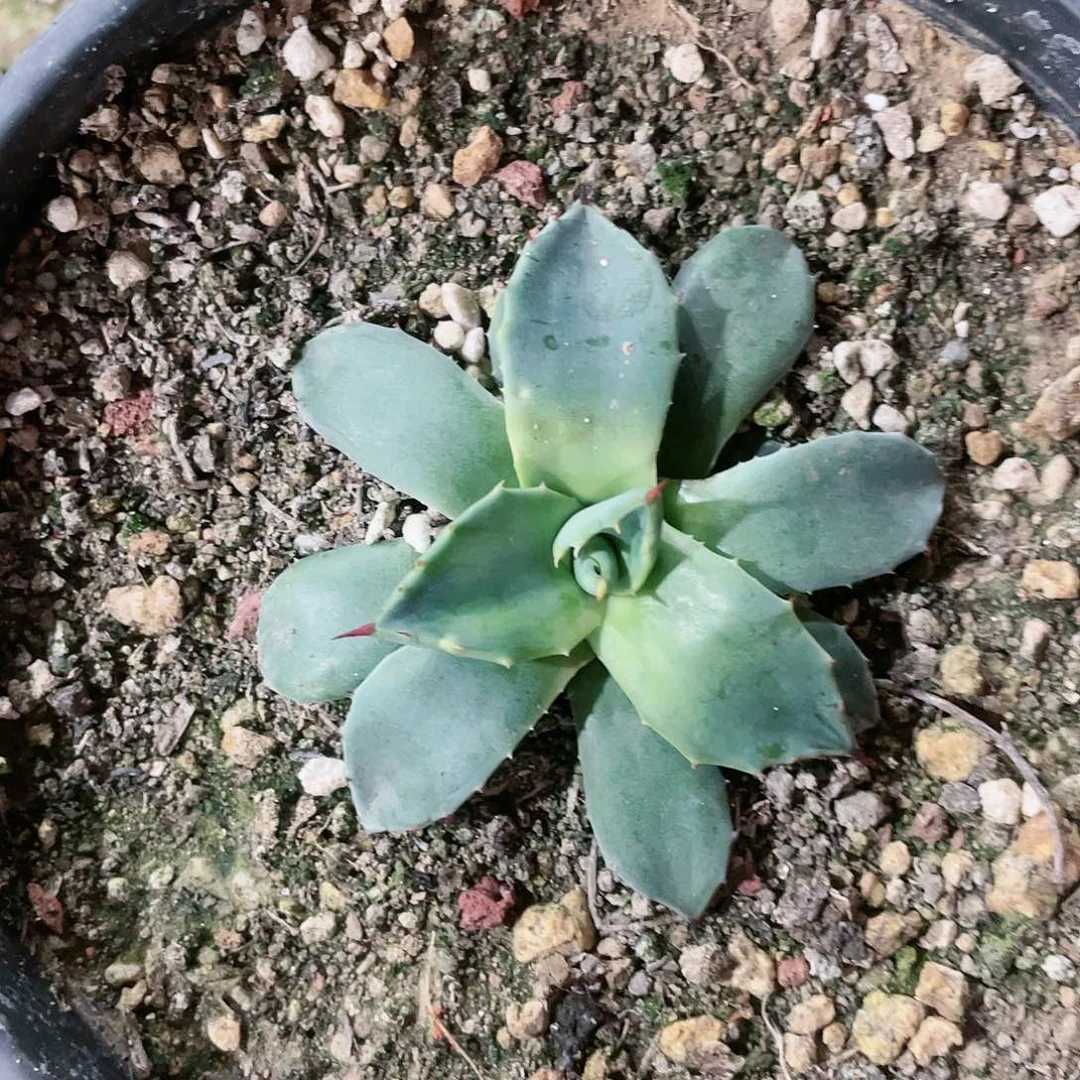 掉****?青蝎子小苗龙舌兰包邮