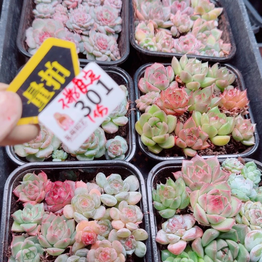 多肉植物多肉植物