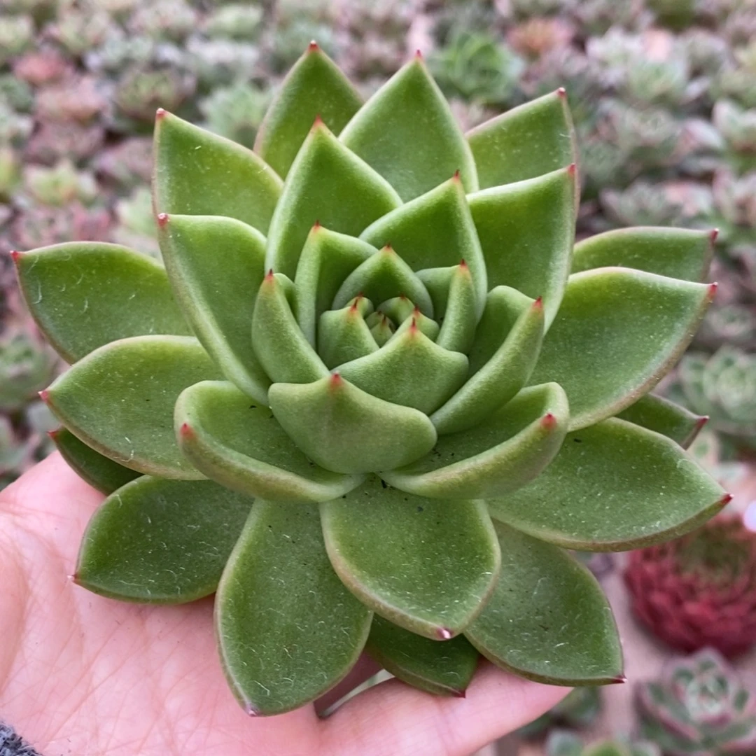 无花朵89 号东云系多肉植物