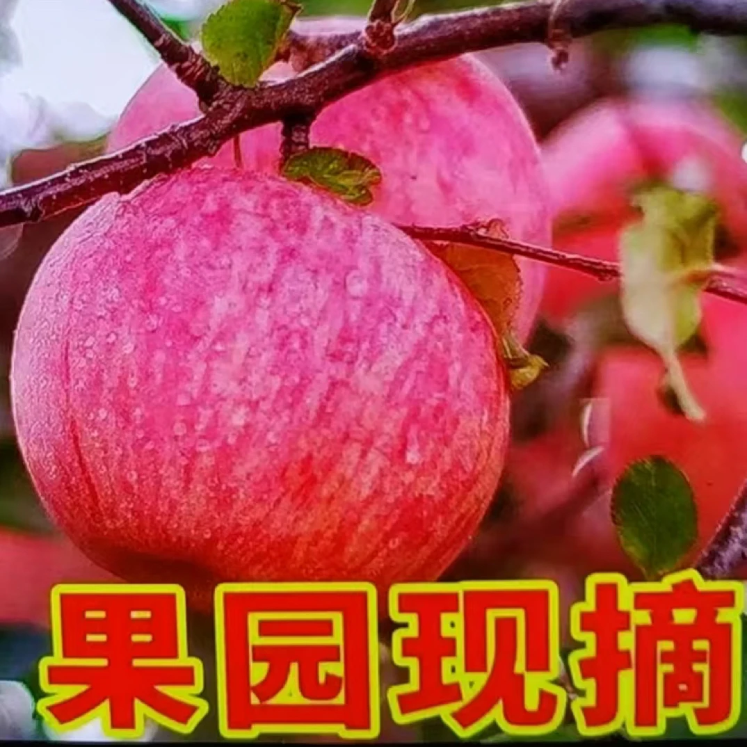 现摘新鲜红富士苹果膜袋脆甜多汁当季苹果冰糖心苹果水果批发整箱