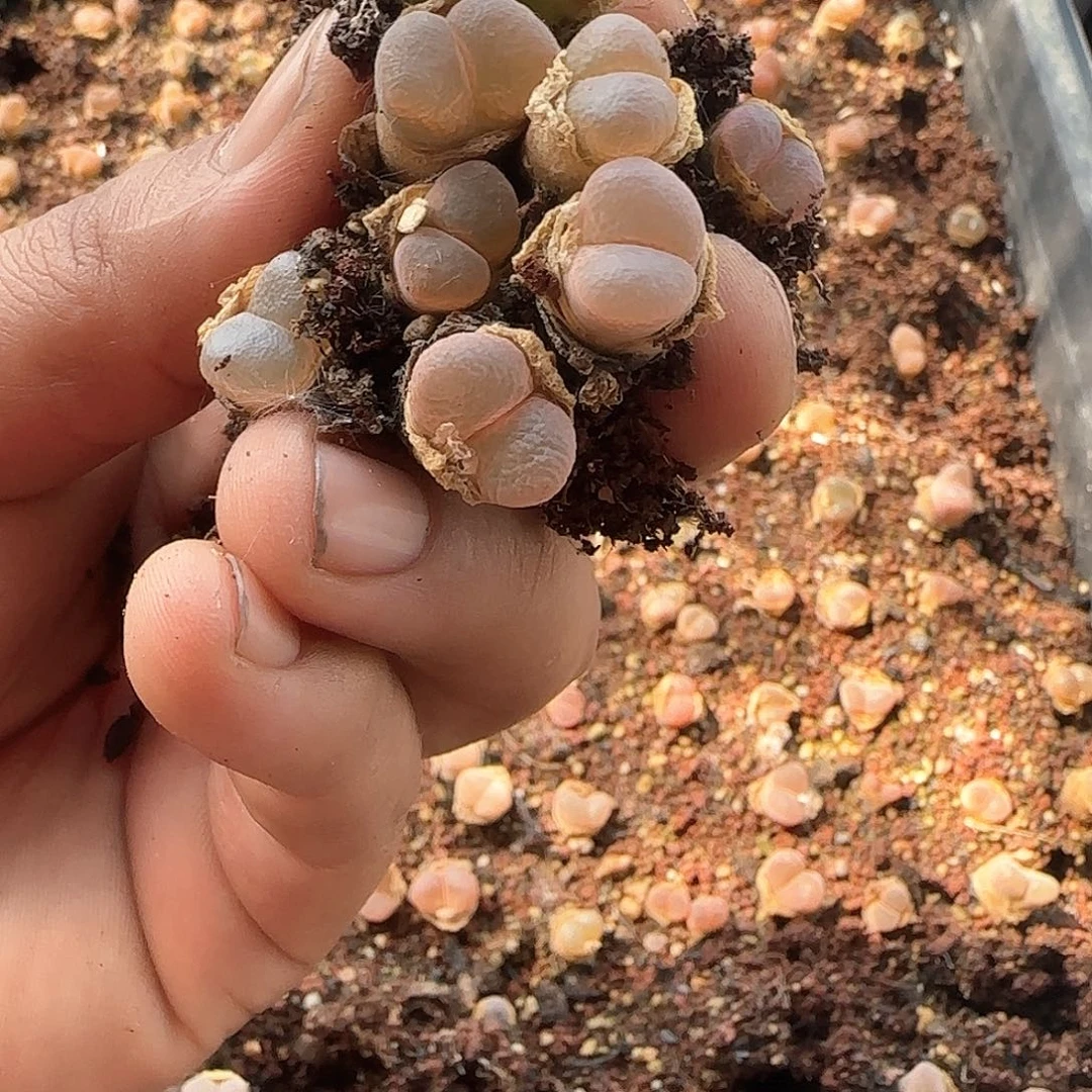 何**暖哈哈哈哈哈哈37290