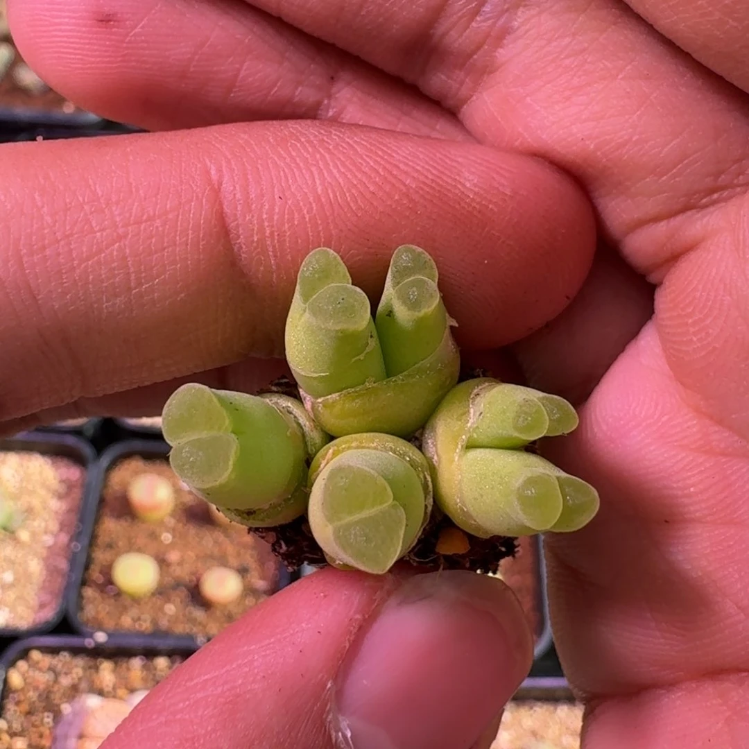 抹*云缦精品番杏9.22