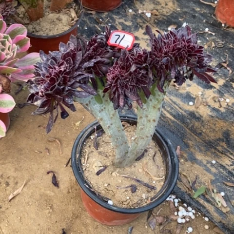 黑法师缀一物一拍