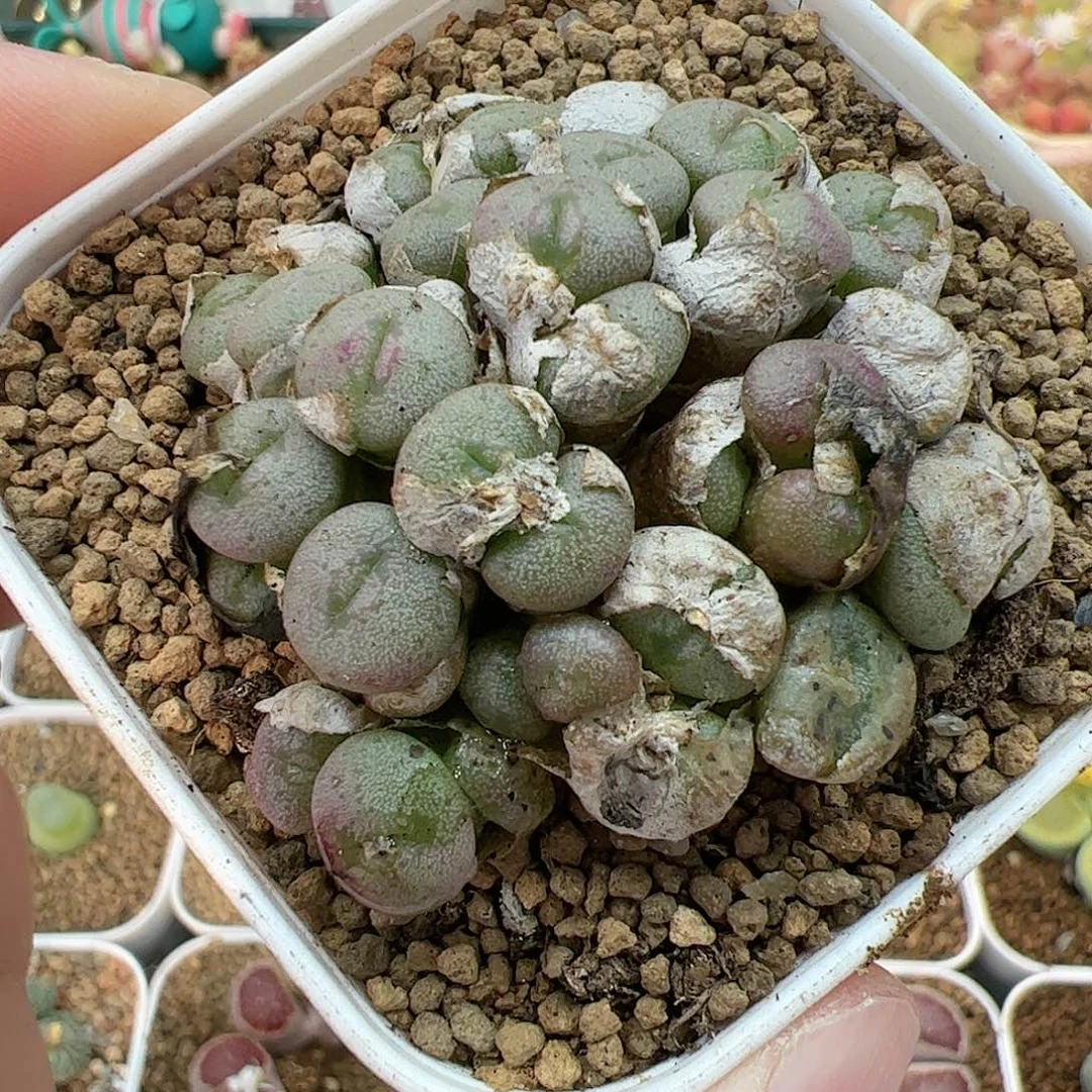 【闪购商品】164 小煎饼