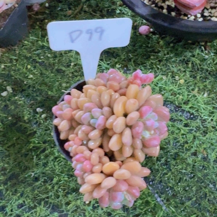 健健康康平平安安