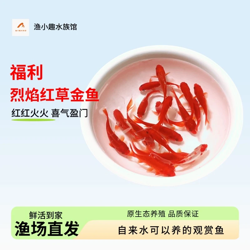 冷水金鱼观赏鱼红草金长短尾草金新手推荐好养耐活小金鱼健康活鱼