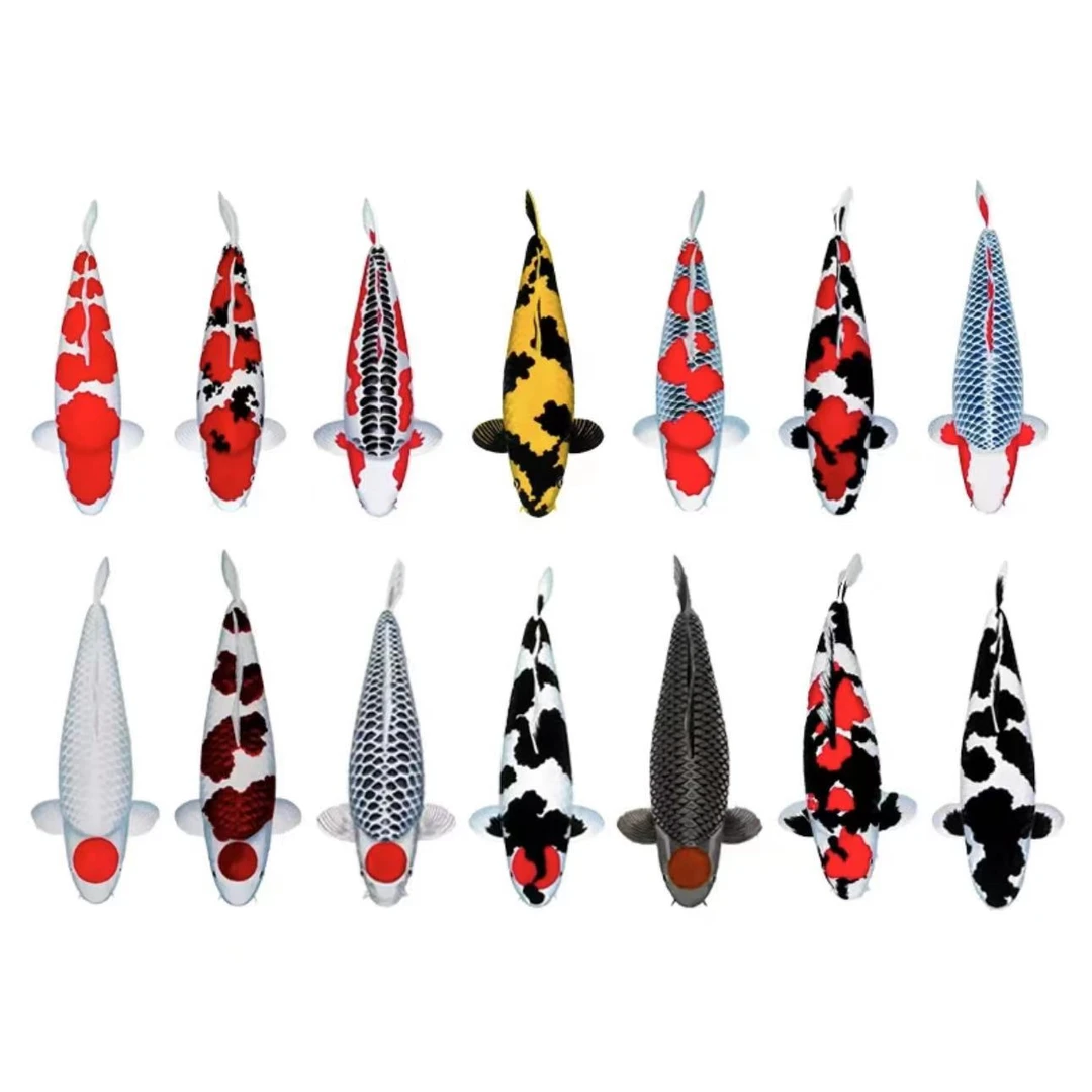 ①锦鲤活鱼活体观赏鱼红白大正三色黄金招财好养冷水鱼金鱼