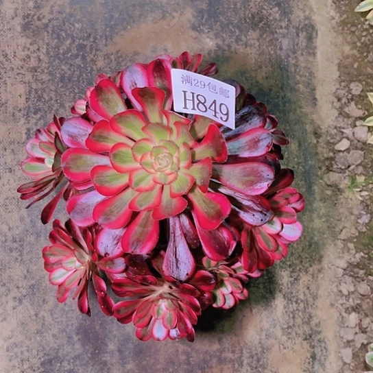 849香奈儿多肉植物