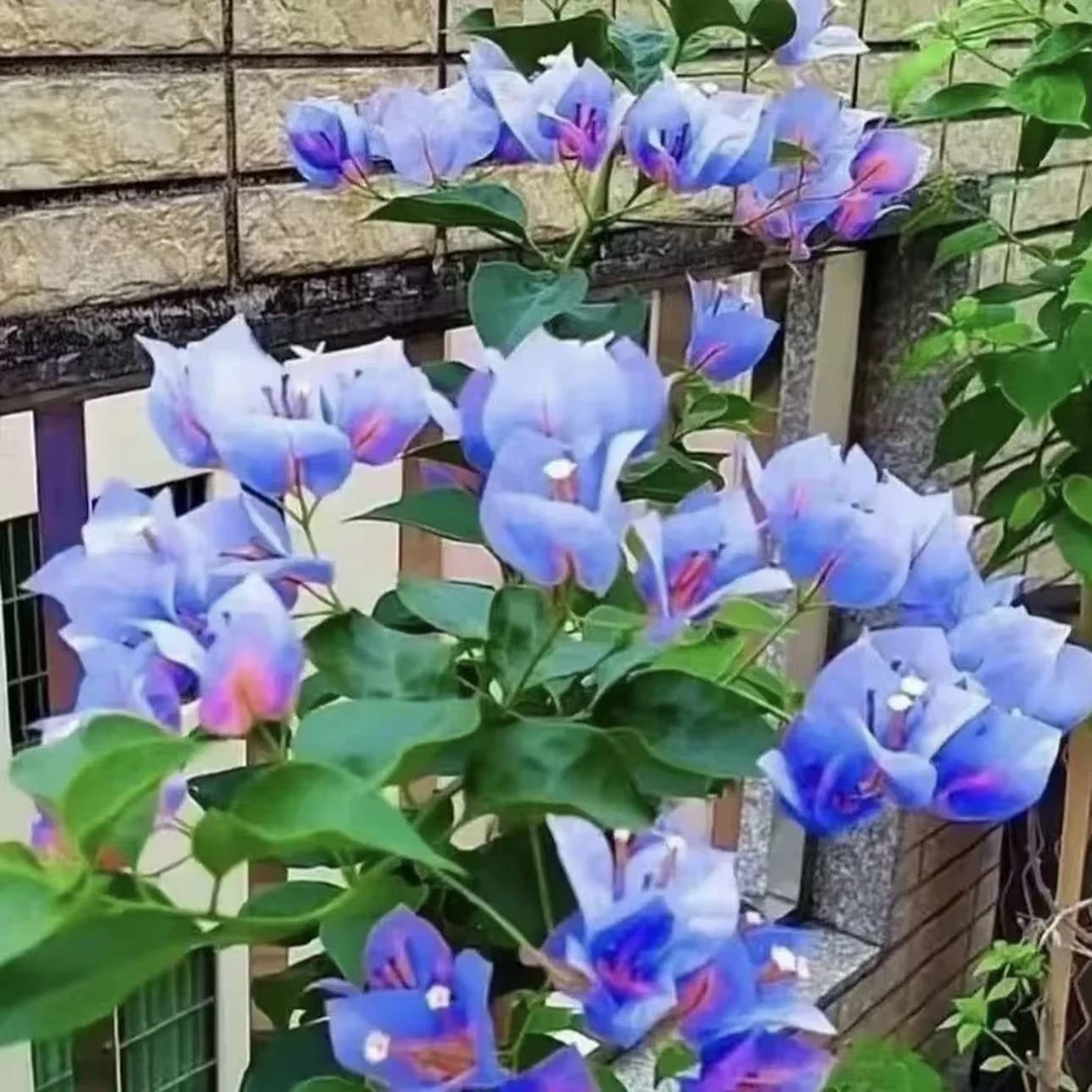 稀有三角梅四季开花幼苗盆栽阳台好养花卉基地直发