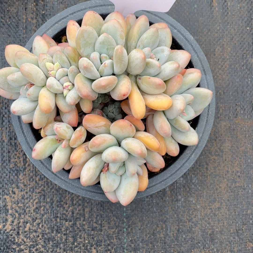 鱼****2奶酪体黄底香水606