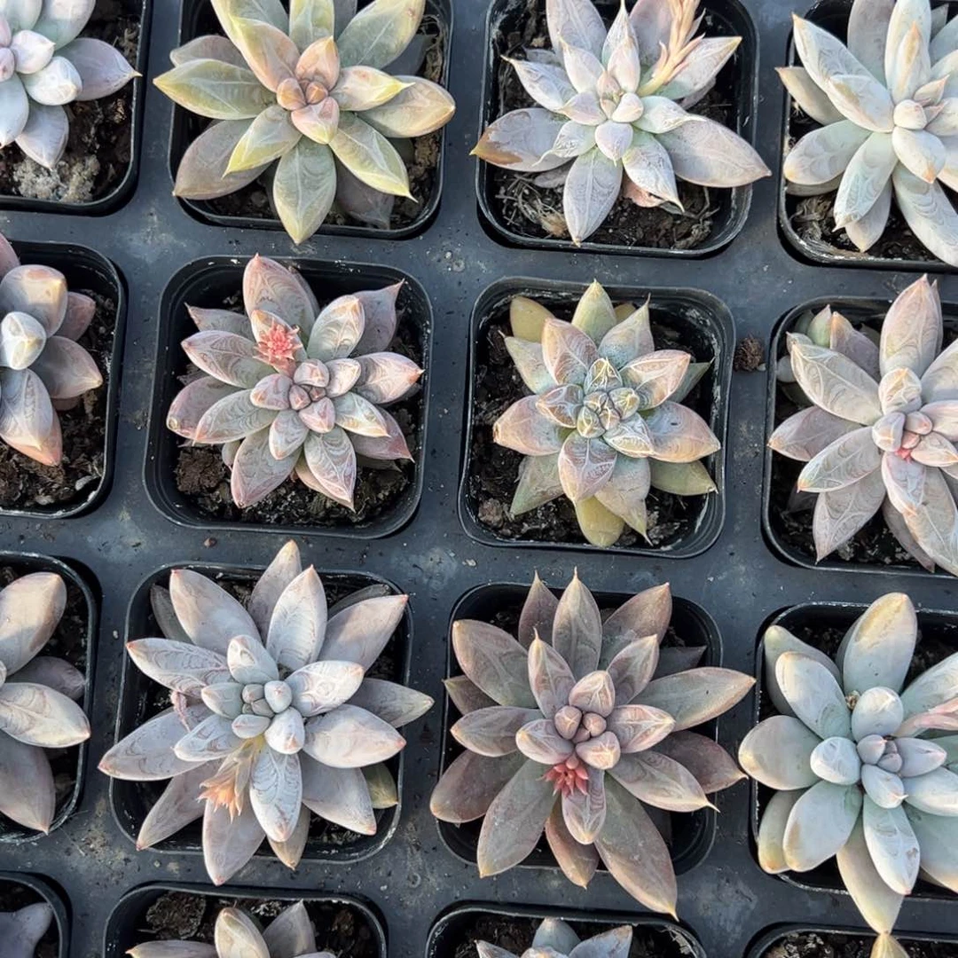 杜里万播种个体一颗量拍多肉满9.9包邮下午发