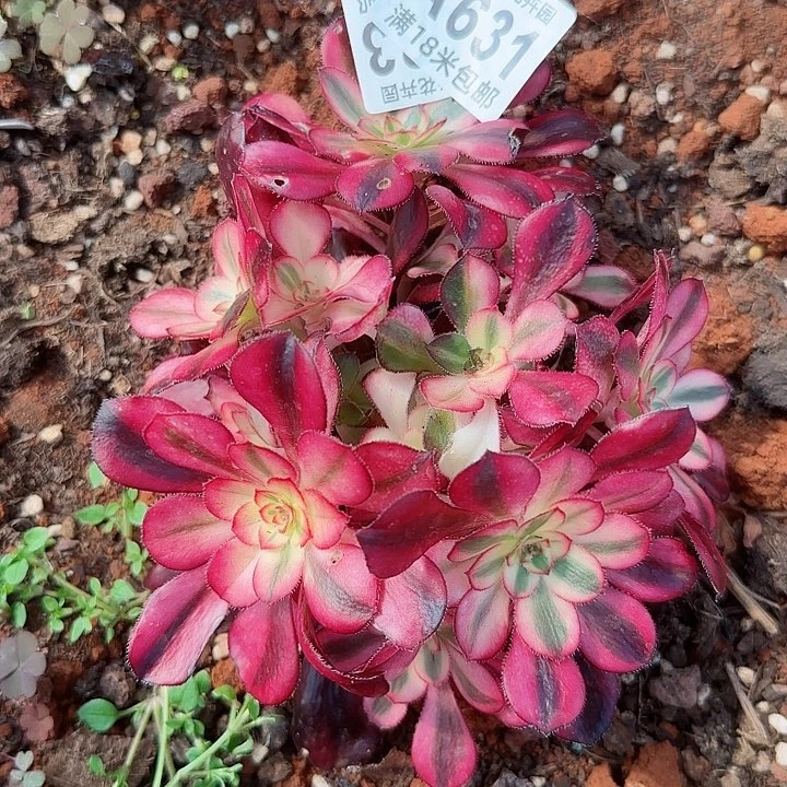 多肉法师花蝴蝶duo