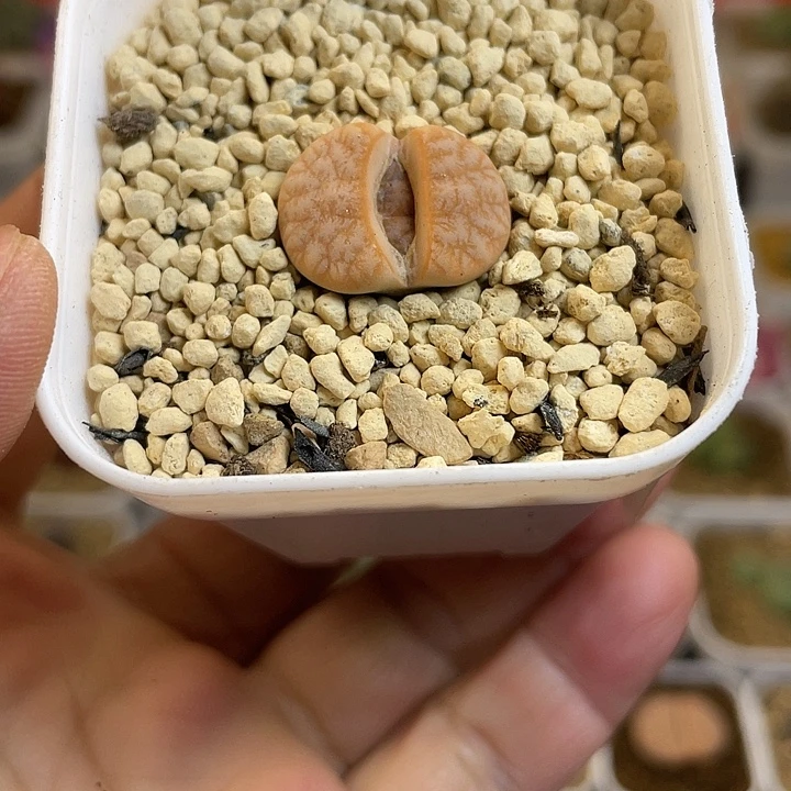 佳人园艺多肉生石花拿铁519