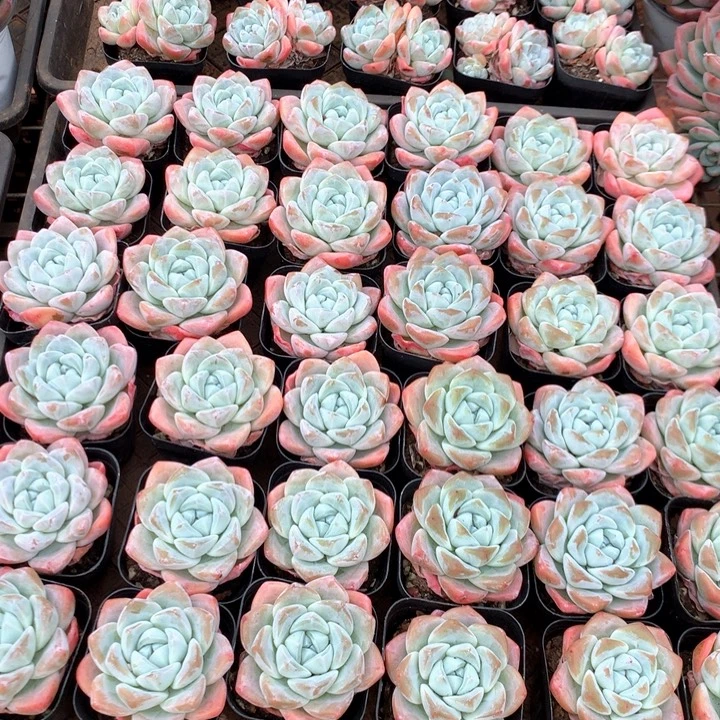 单头暗纹冰玉3颗两单包邮