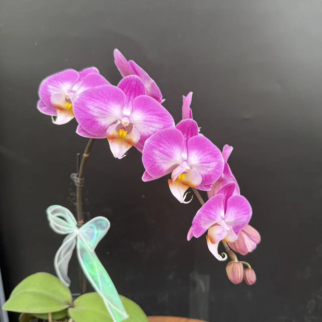 蝴蝶兰《雪山飞狐》 紫色系 独特花色 中花型 真花 室内花卉