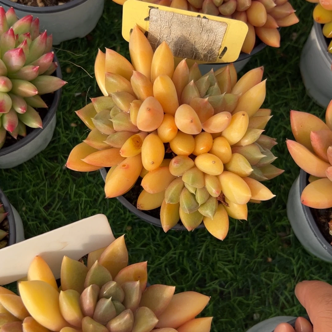 红象牙多肉植物保护