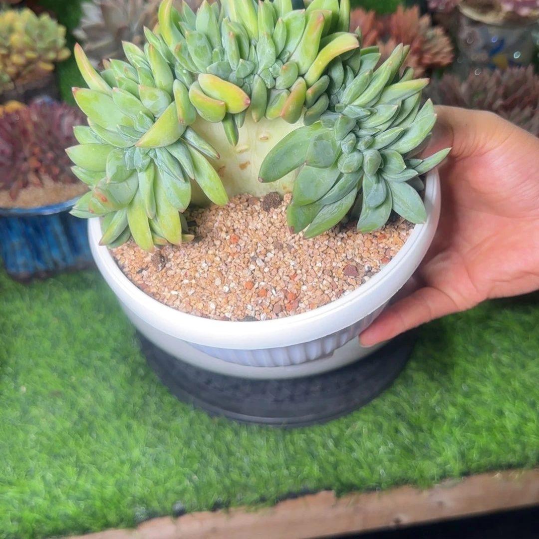 等****9多肉植物多肉植物