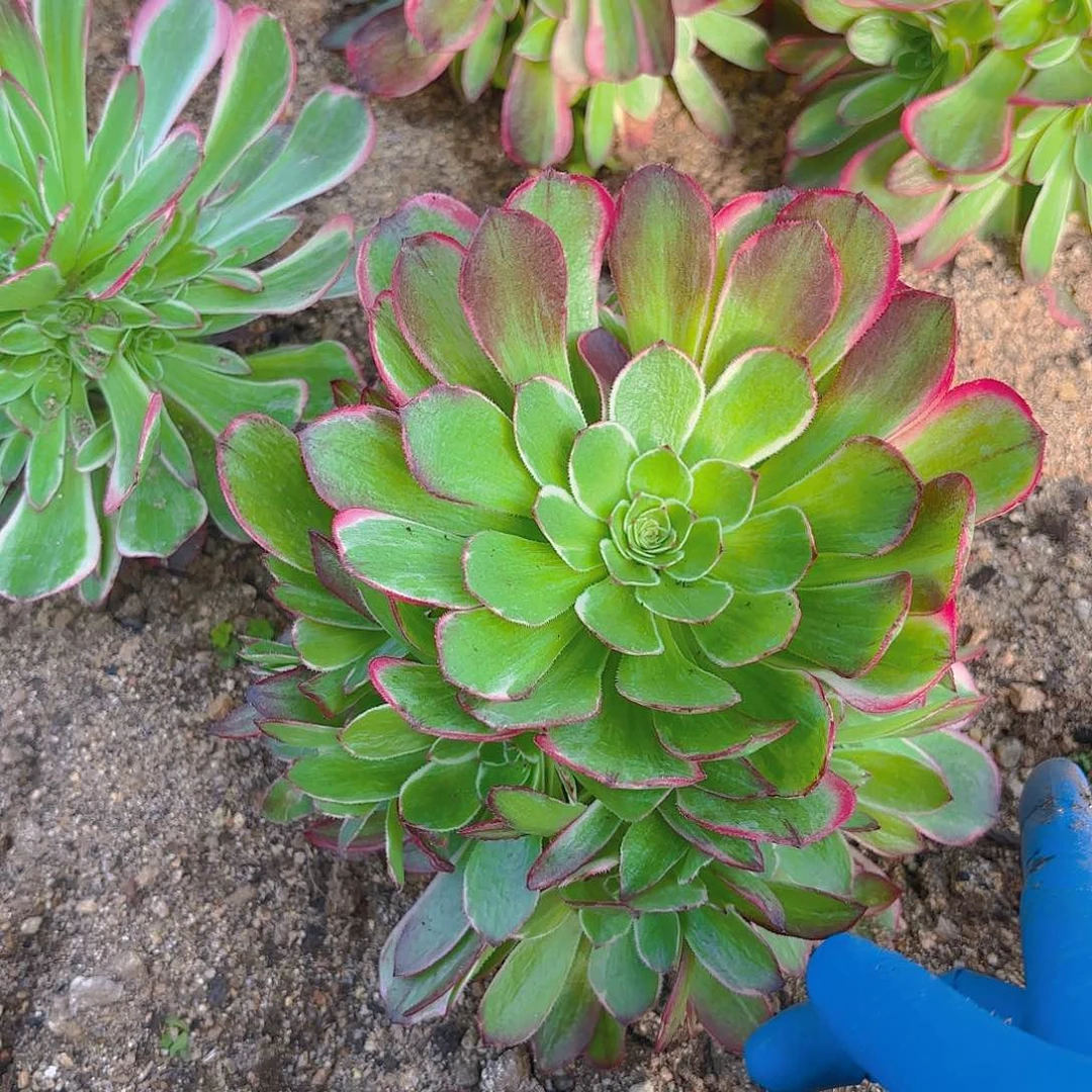 海王手捧多肉植物