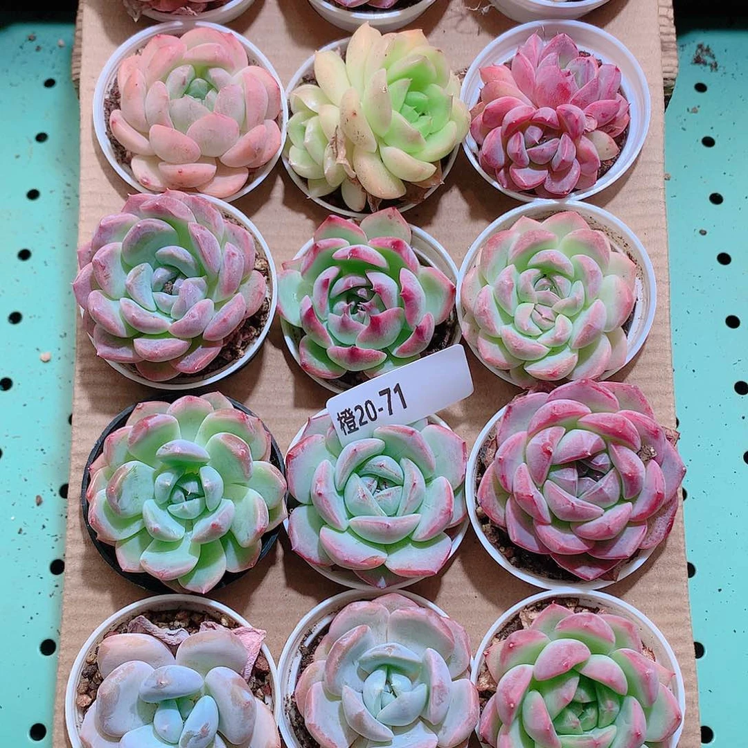 20-71一物一拍带盆18颗