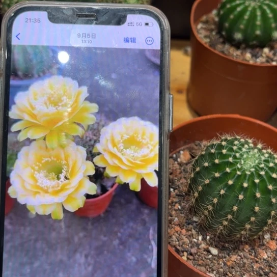 彩草黄白带绿5公分左右带根