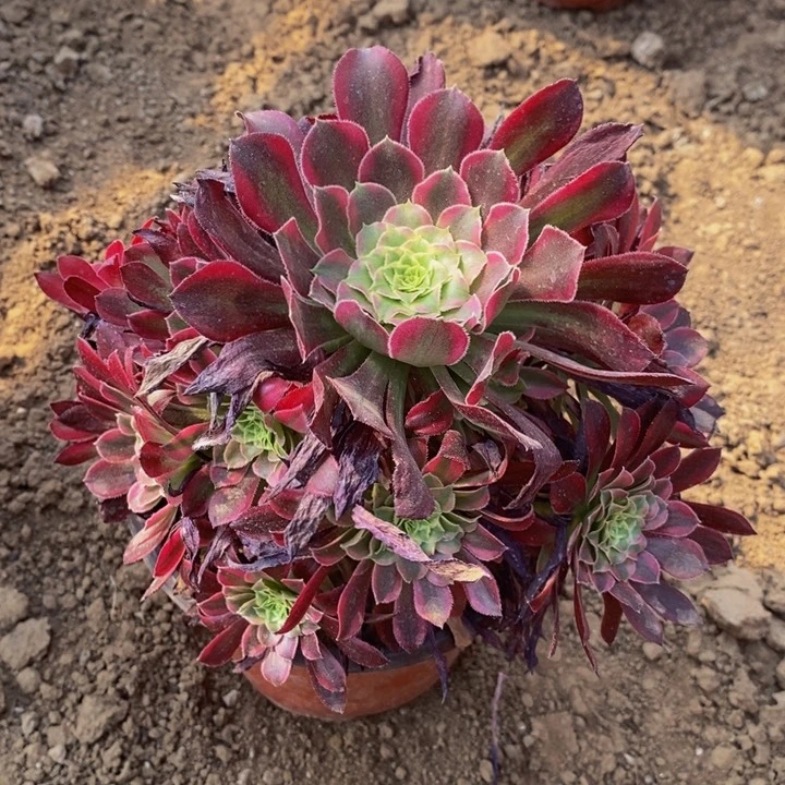 天合手捧花1111111