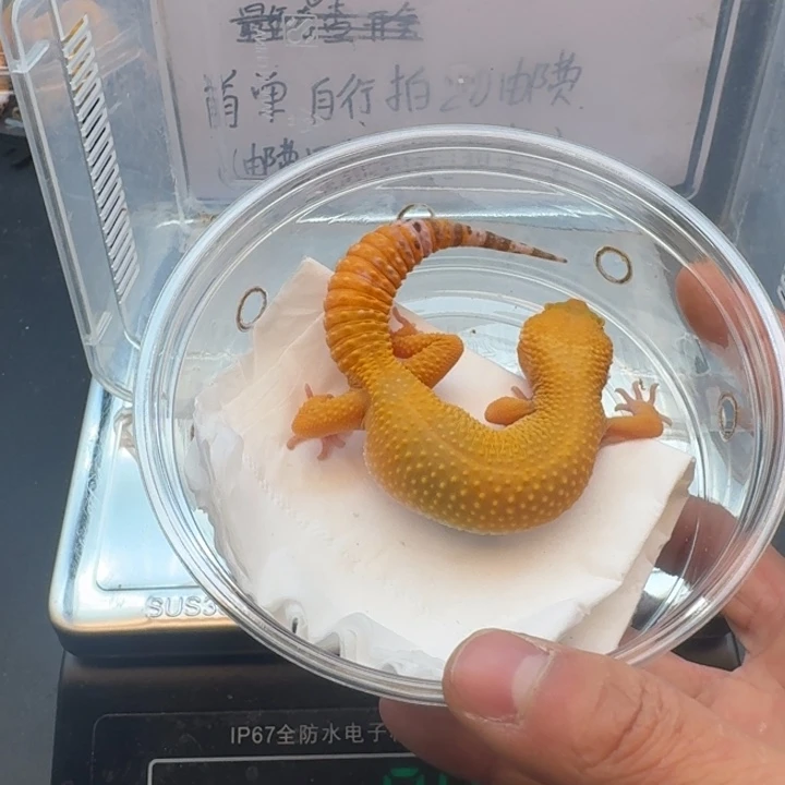 豹纹守宫阳光妹妹