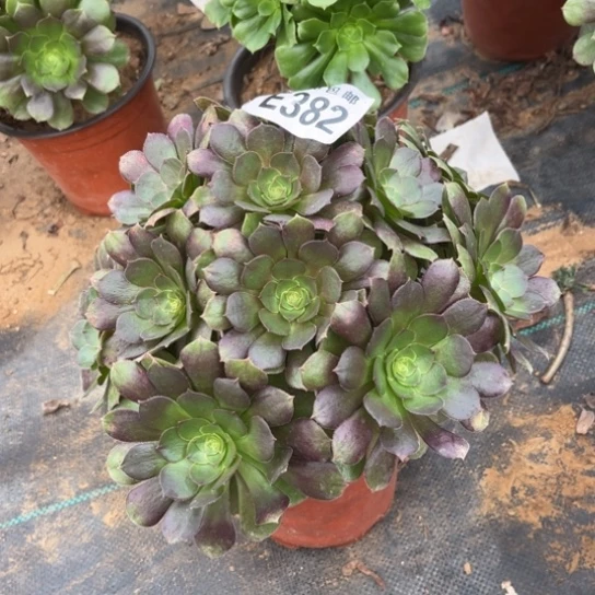 382万圣节不包断枝