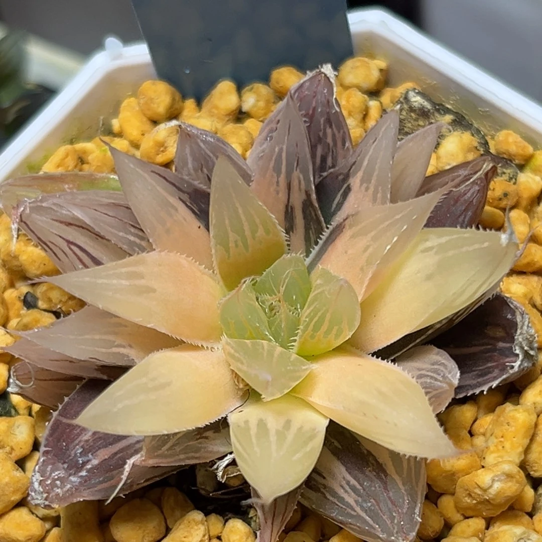 恭喜发财大吉大利888