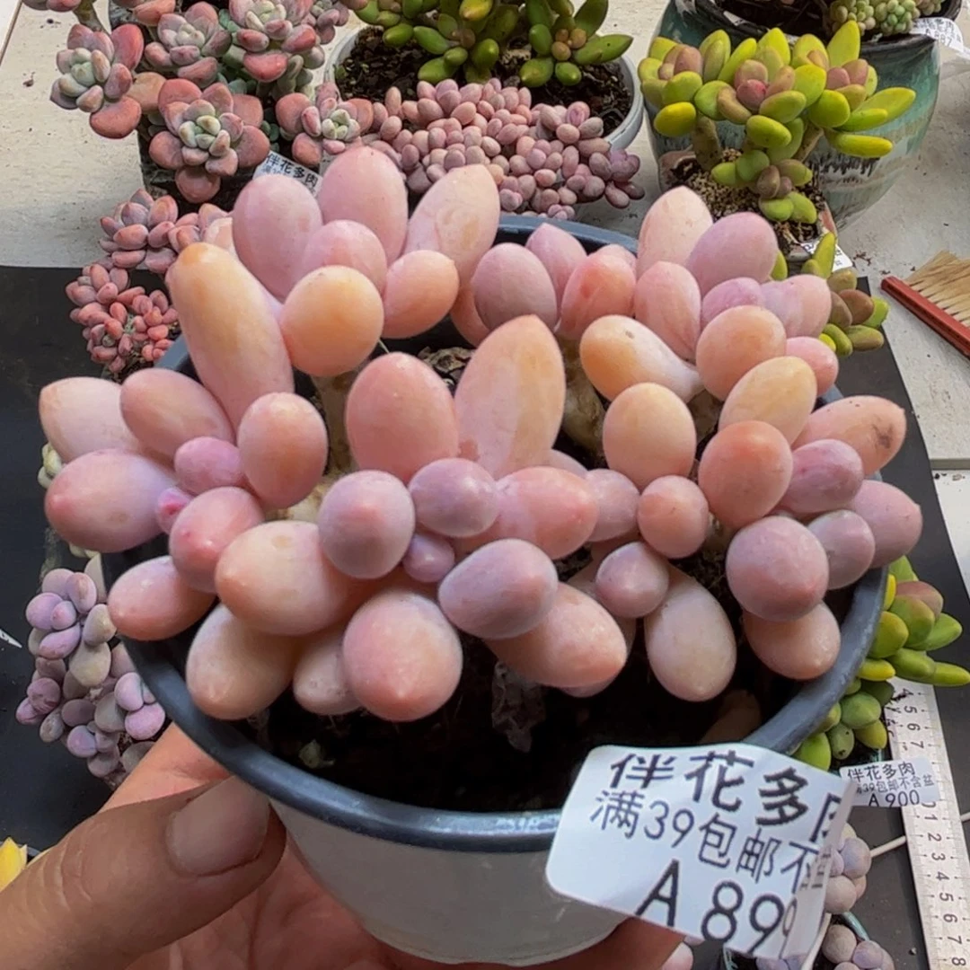 899香水手指8cm多肉