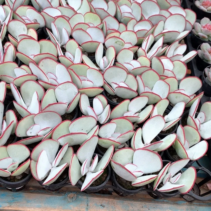 带盆土4颗白眉两单包邮