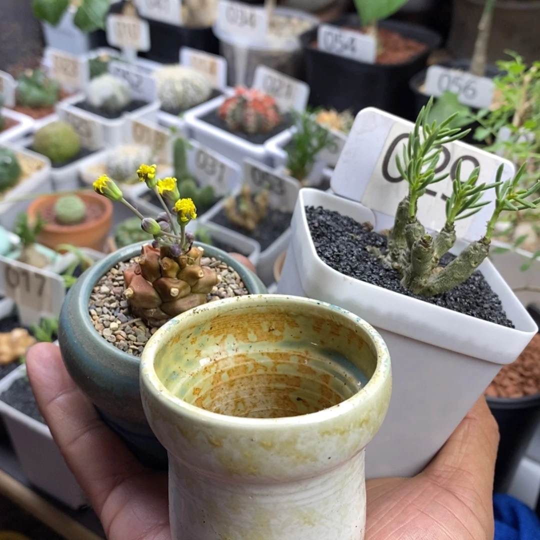 B***吖诱惑蛮鬼塔块根植物