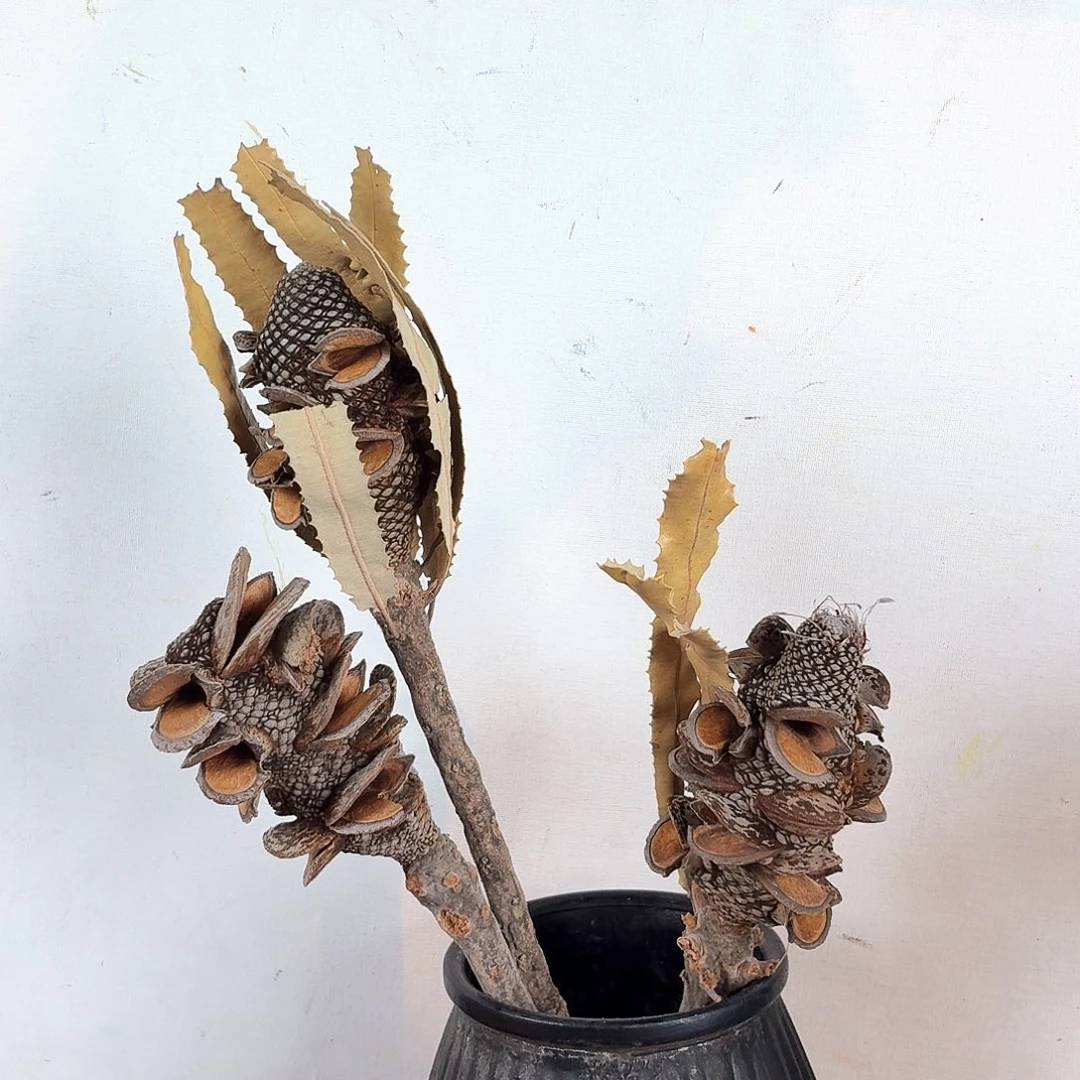 D28 贝壳佛塔3枝进口花材