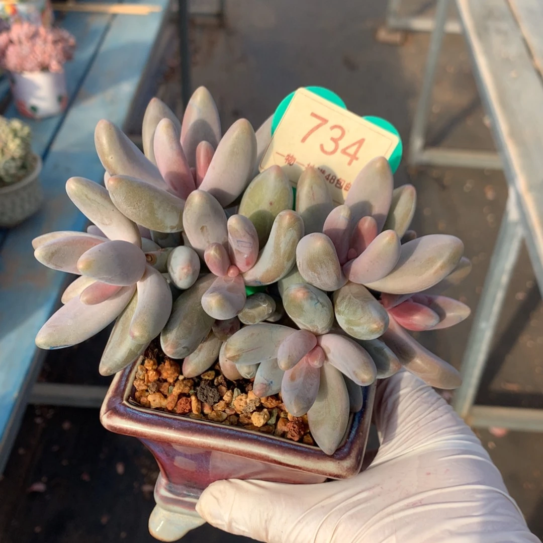 红手指无砍一物一拍734