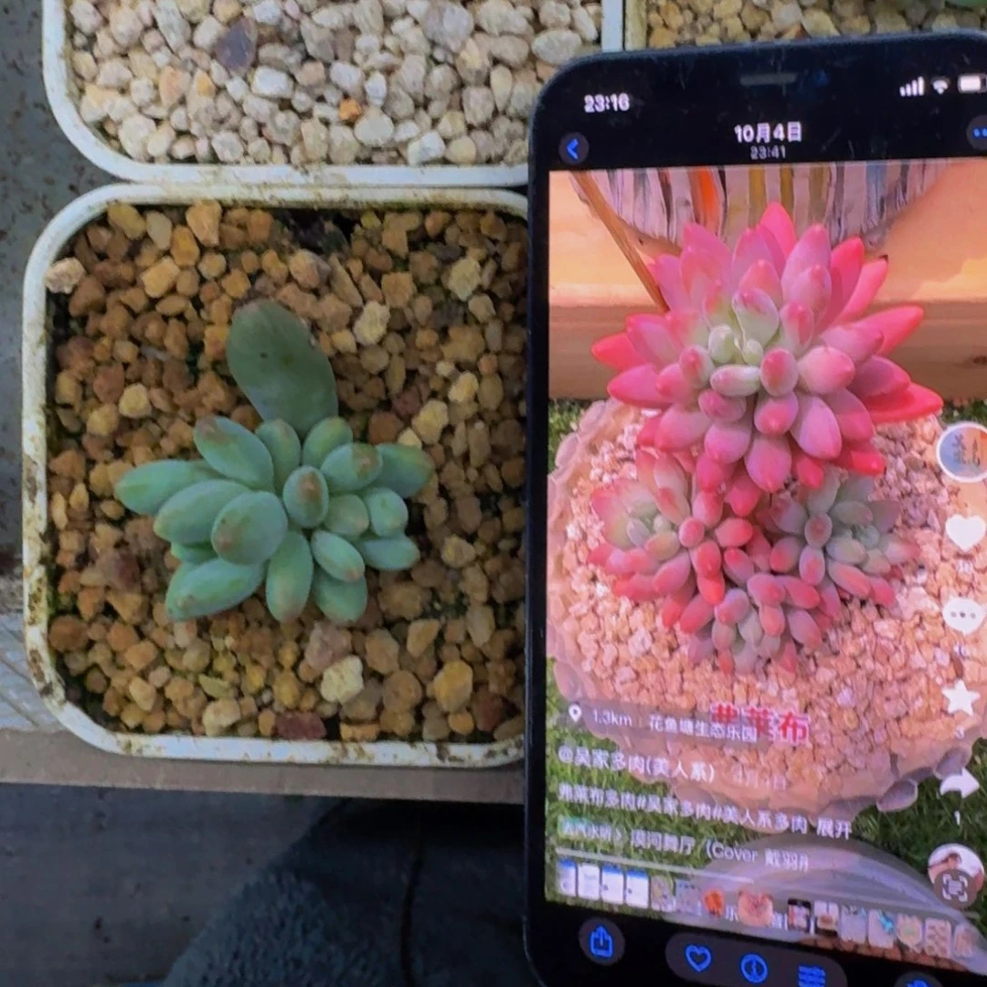 弗莱布 叶插 一物一拍