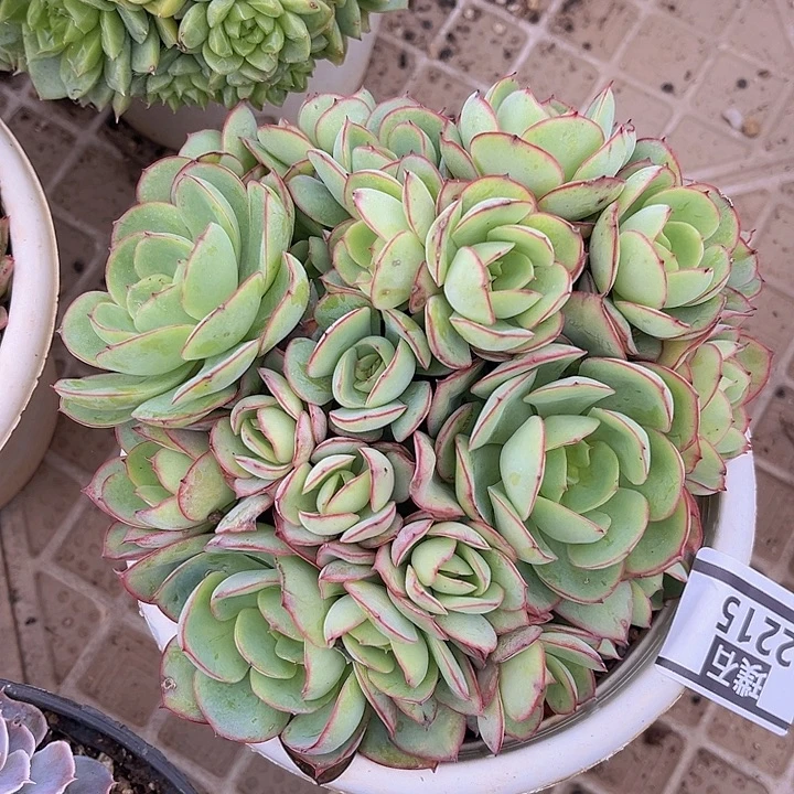 牡丹亭2215多肉植物