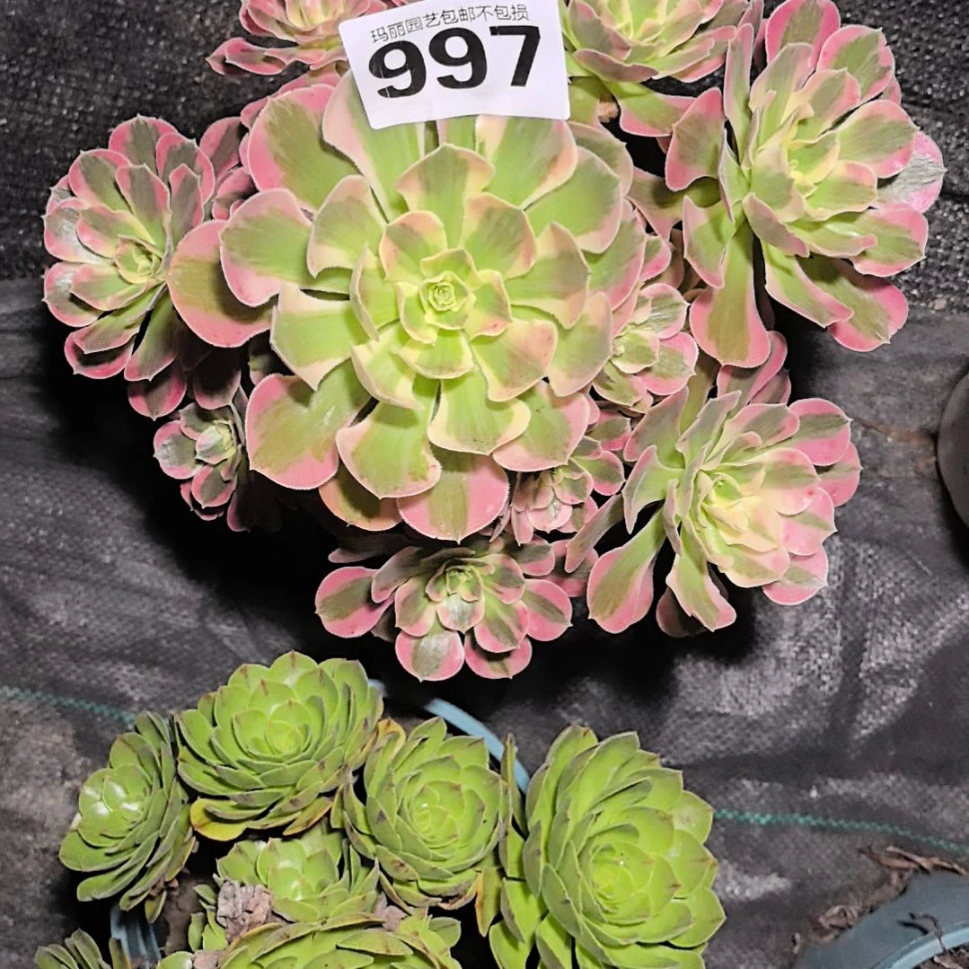 997粉女郎花花3-23
