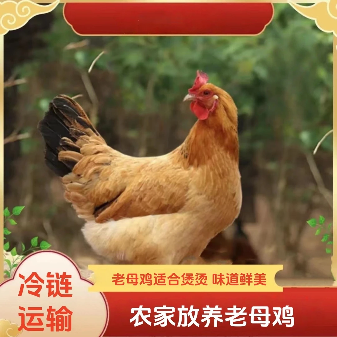 【招财家】农家散养黄油老母鸡 发4只净重10-11斤 带内脏