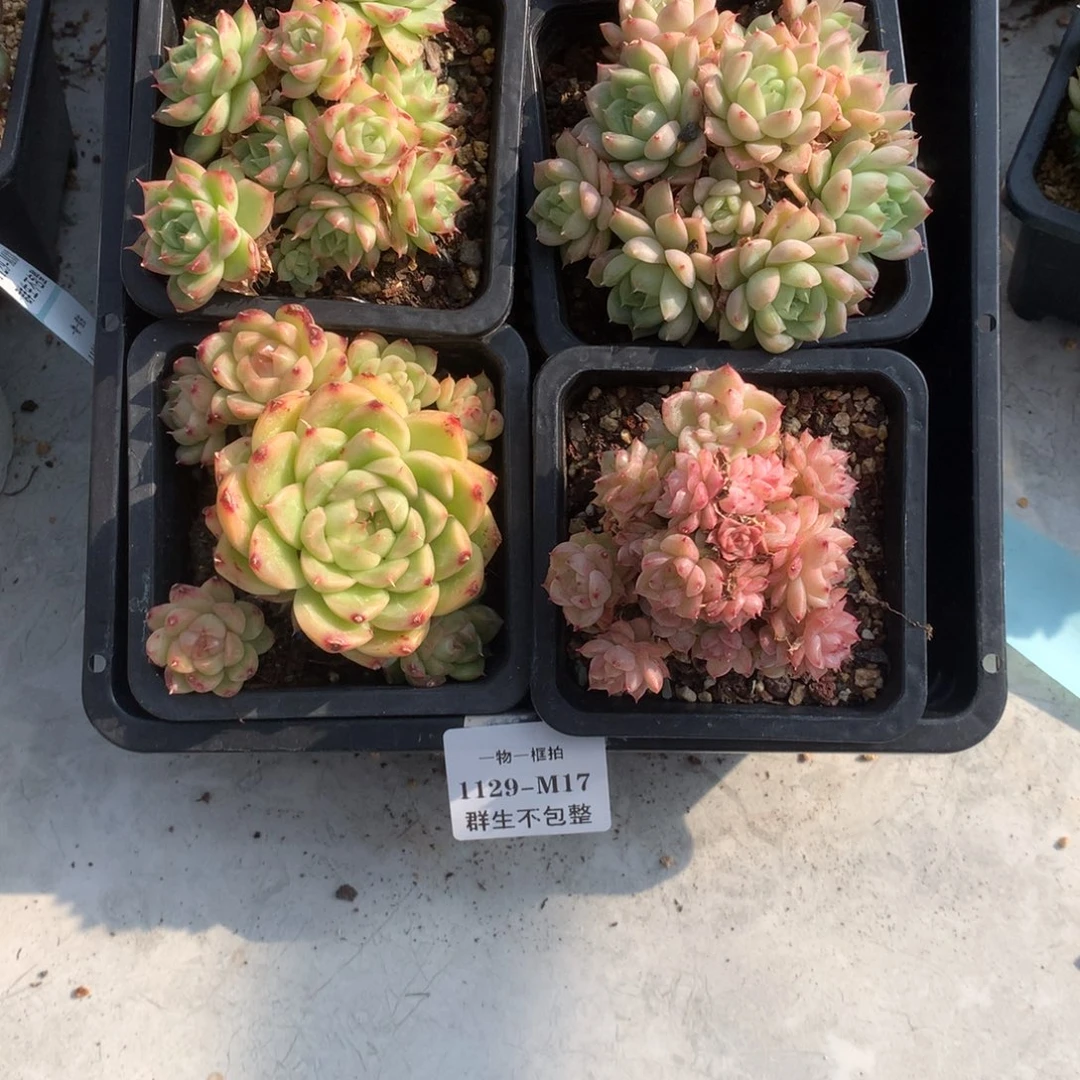 一物一框拍 1129-M17 群生不包整6颗
