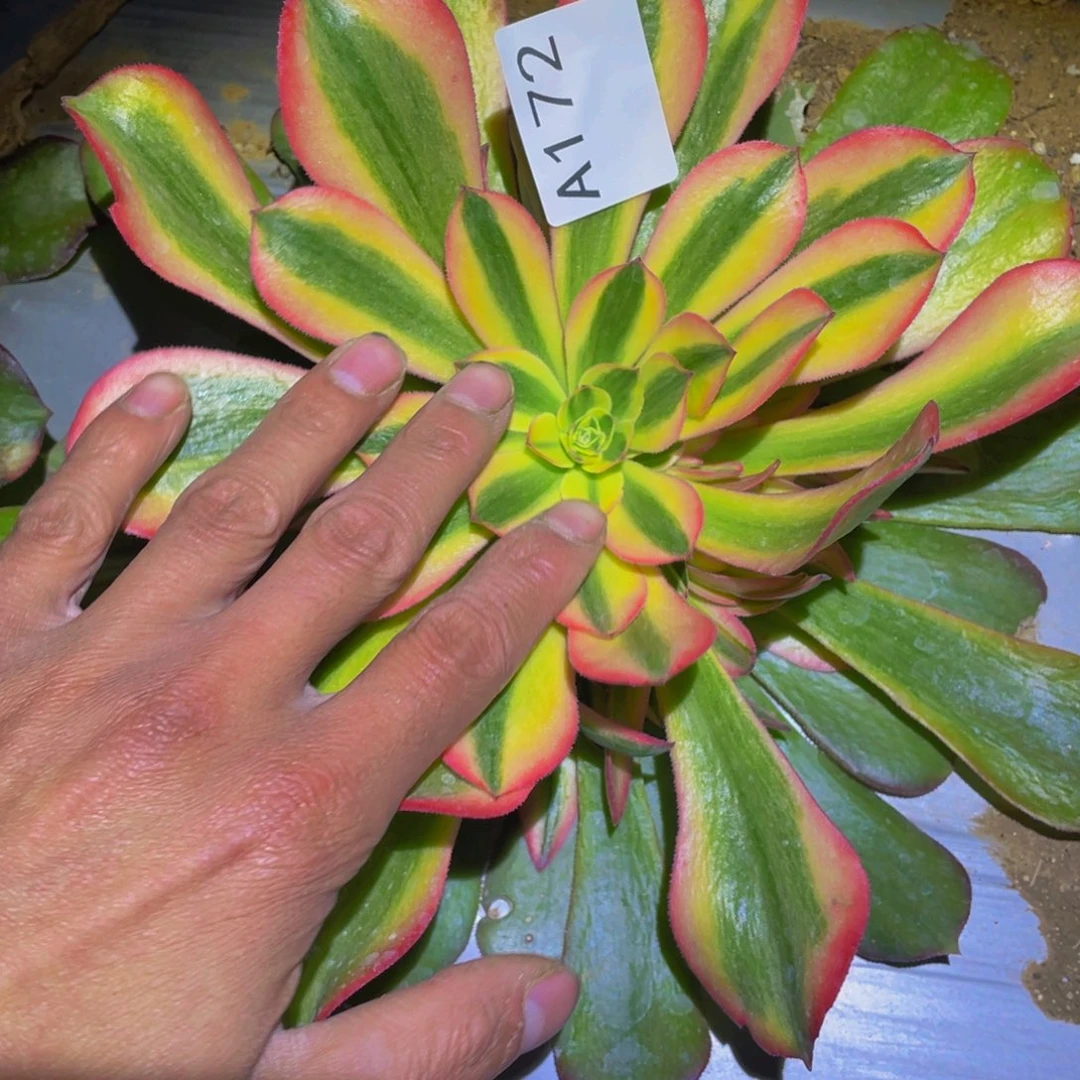 香妃多肉植物多肉172