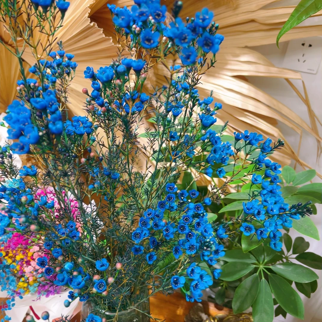 各色腊梅，花期长！大约20天左右，一个瓶子里是一扎的量