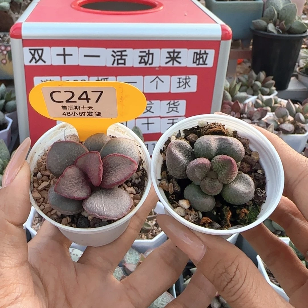 新手套餐247。 。  327。
