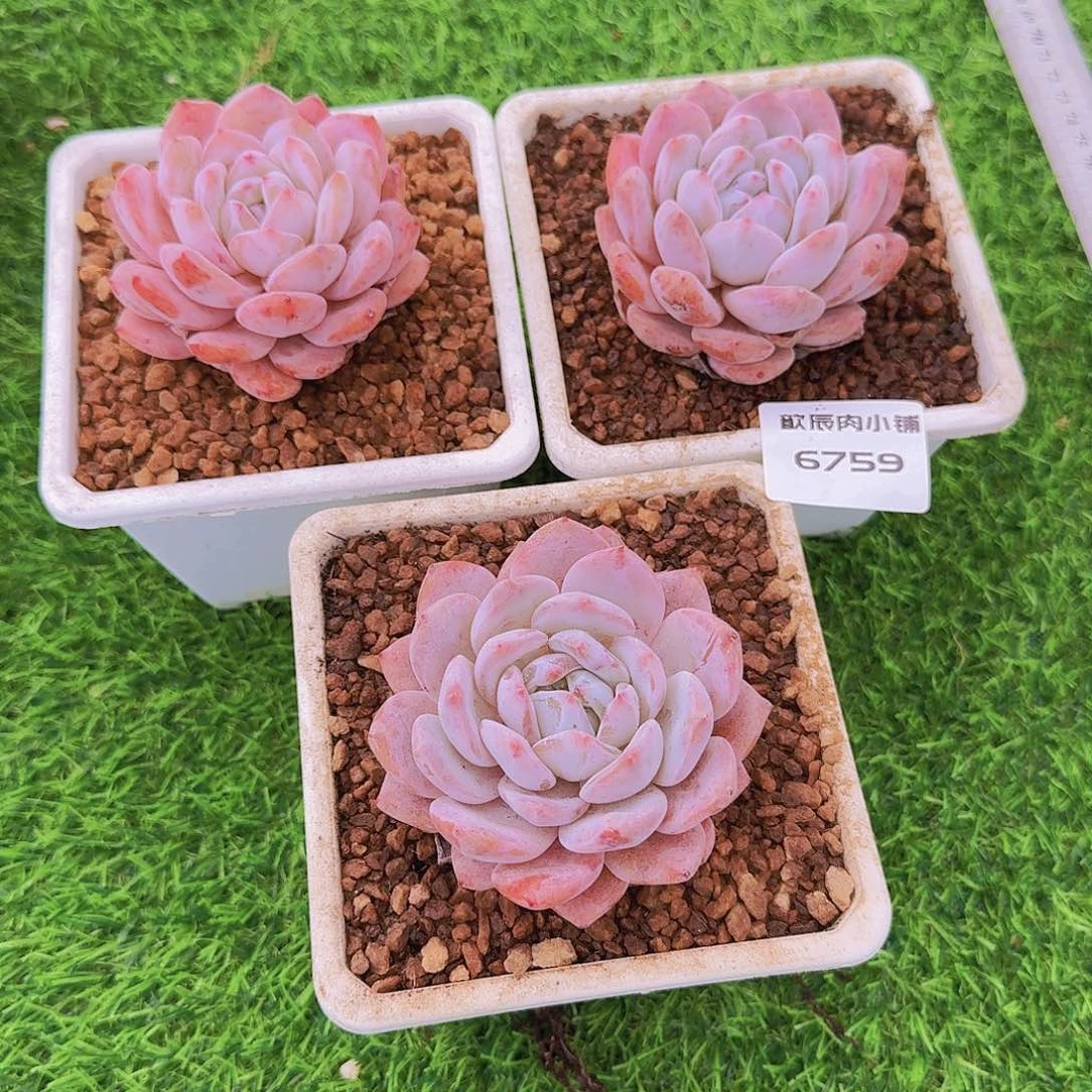 ?*空多肉植物橙梦露单头三颗6759
