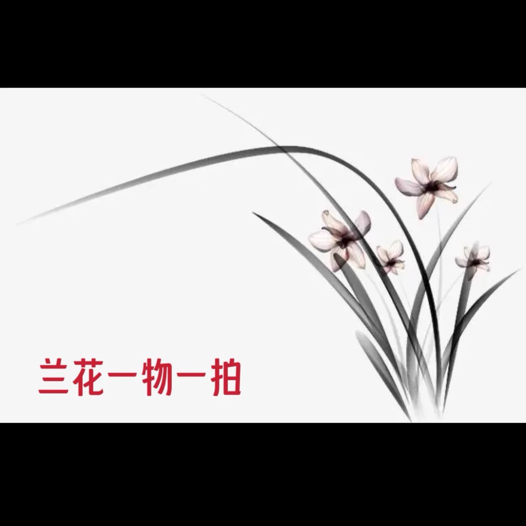 建兰直播一物一拍