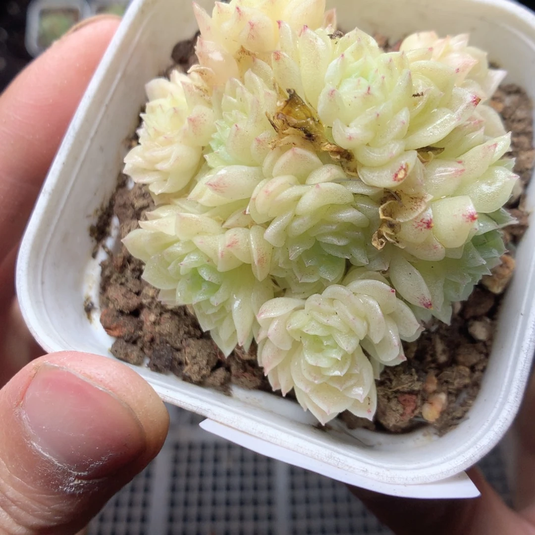 无花朵G147yyyyyyy