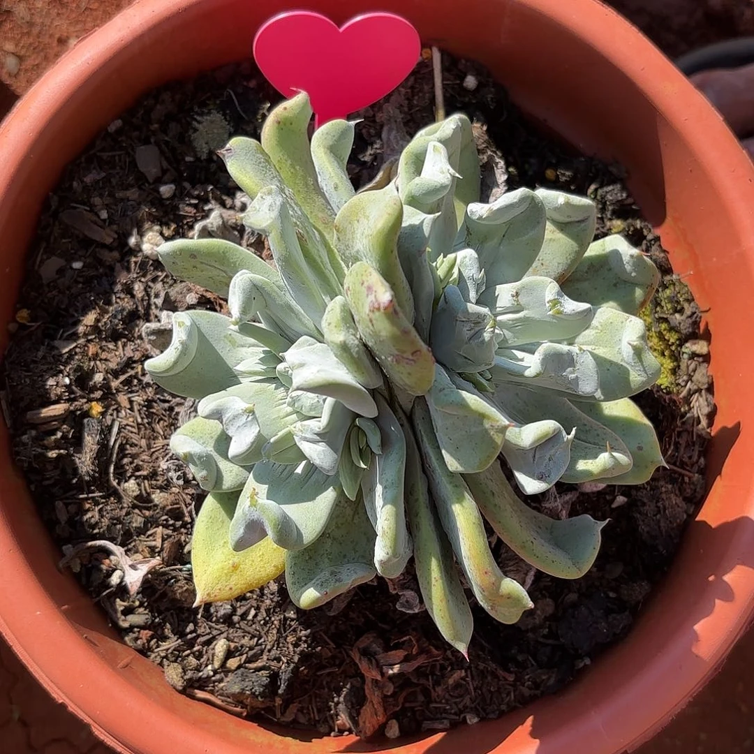 浦西菲克杂交福利