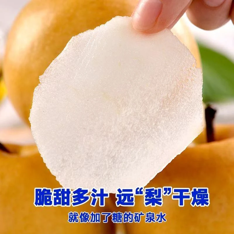 烟台海阳秋月梨莱阳基地产地直销莱西礼盒当季水果新鲜脆甜多汁