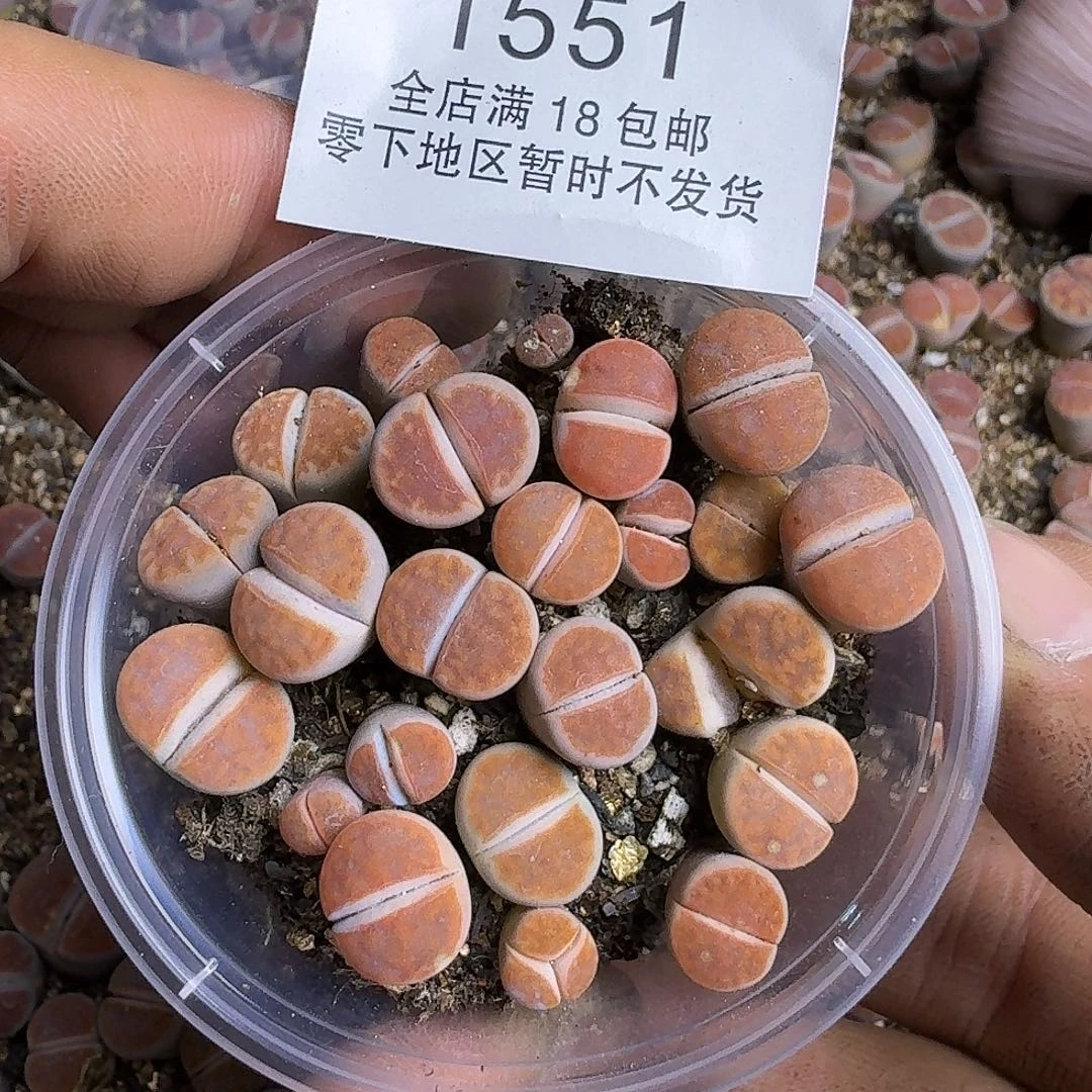 1551 哈哈哈哈哈哈哈哈哈哈