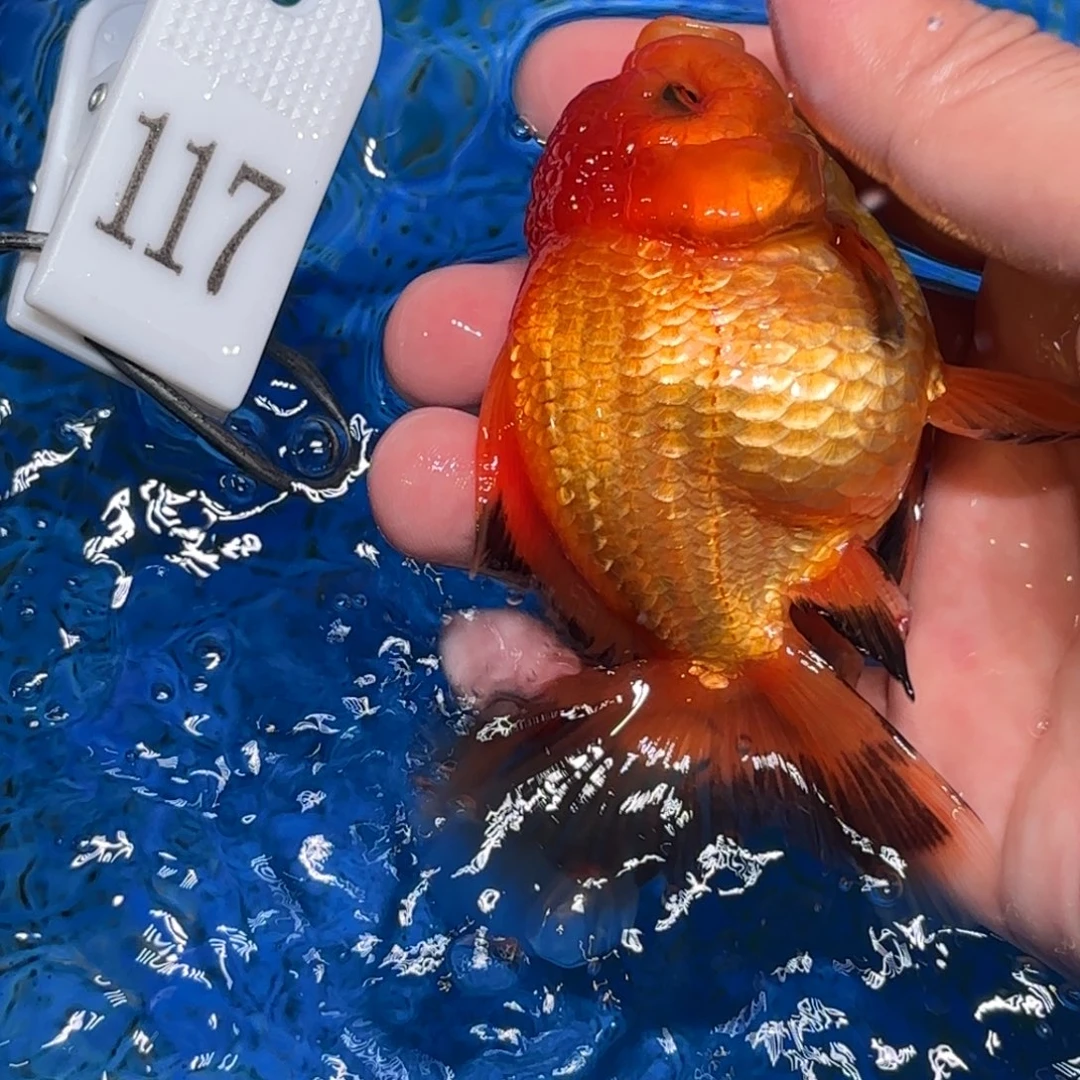 金鱼非偏远地区两条包邮