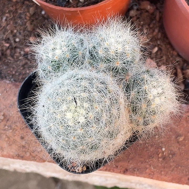 芳香丸仙人球开花